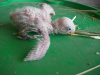 /album/agapornis/dscf1920-jpg/