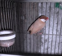 /album/pardal-de-java/isabel-jpg/