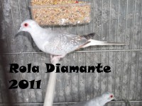 /album/rolas-diamante/dscf6948-jpg/