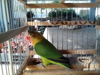/album/agapornis/yfjkg-v-jpg1/