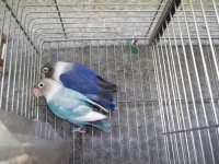/album/agapornis/dscf1275-jpg/
