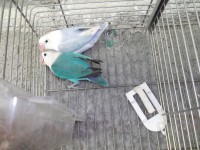 /album/agapornis/dscf1277-jpg/
