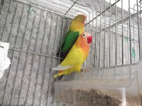 /album/agapornis/dscf1282-jpg/