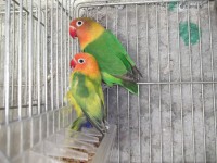 /album/agapornis/dscf1309-jpg/