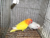 /album/agapornis/dscf1311-jpg/
