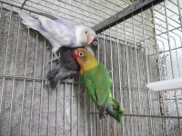 /album/agapornis/dscf1316-jpg/